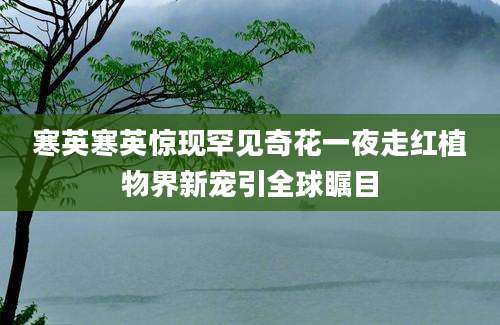 寒英寒英惊现罕见奇花一夜走红植物界新宠引全球瞩目