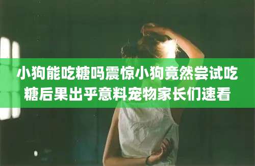 小狗能吃糖吗震惊小狗竟然尝试吃糖后果出乎意料宠物家长们速看