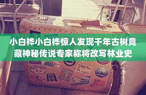 小白桦小白桦惊人发现千年古树竟藏神秘传说专家称将改写林业史