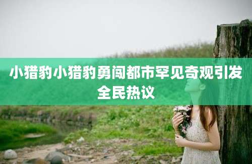 小猎豹小猎豹勇闯都市罕见奇观引发全民热议