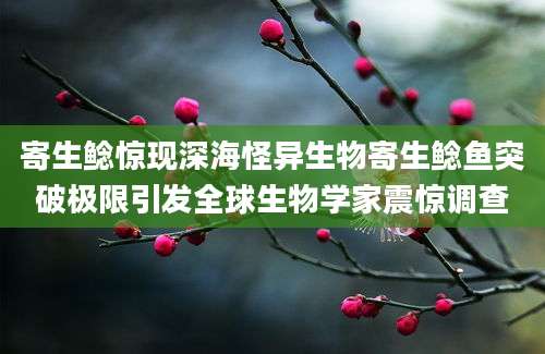 寄生鲶惊现深海怪异生物寄生鲶鱼突破极限引发全球生物学家震惊调查