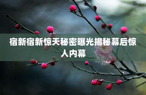 宿新宿新惊天秘密曝光揭秘幕后惊人内幕