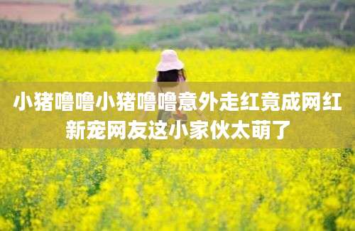 小猪噜噜小猪噜噜意外走红竟成网红新宠网友这小家伙太萌了