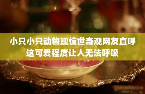 小只小只动物现惊世奇观网友直呼这可爱程度让人无法呼吸