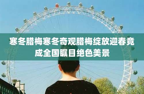 寒冬腊梅寒冬奇观腊梅绽放迎春竟成全国瞩目绝色美景