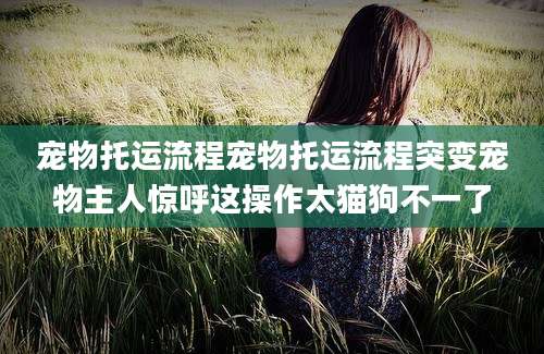 宠物托运流程宠物托运流程突变宠物主人惊呼这操作太猫狗不一了