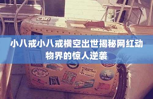 小八戒小八戒横空出世揭秘网红动物界的惊人逆袭