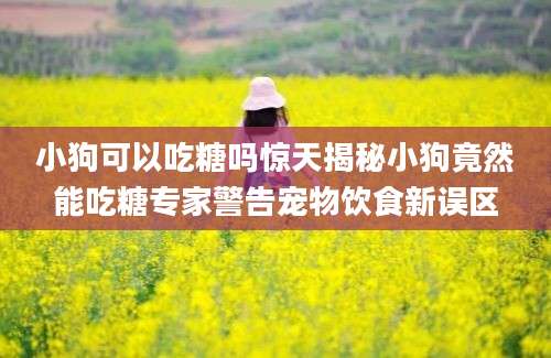 小狗可以吃糖吗惊天揭秘小狗竟然能吃糖专家警告宠物饮食新误区