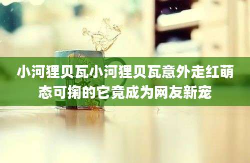 小河狸贝瓦小河狸贝瓦意外走红萌态可掬的它竟成为网友新宠