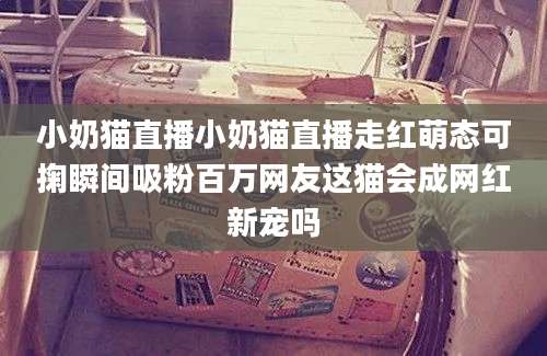 小奶猫直播小奶猫直播走红萌态可掬瞬间吸粉百万网友这猫会成网红新宠吗