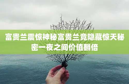 富贵兰震惊神秘富贵兰竟隐藏惊天秘密一夜之间价值翻倍