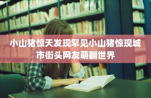 小山猪惊天发现罕见小山猪惊现城市街头网友萌翻世界